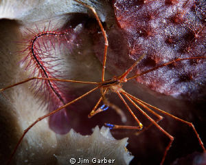 Arrow Crab by Jim Garber 
